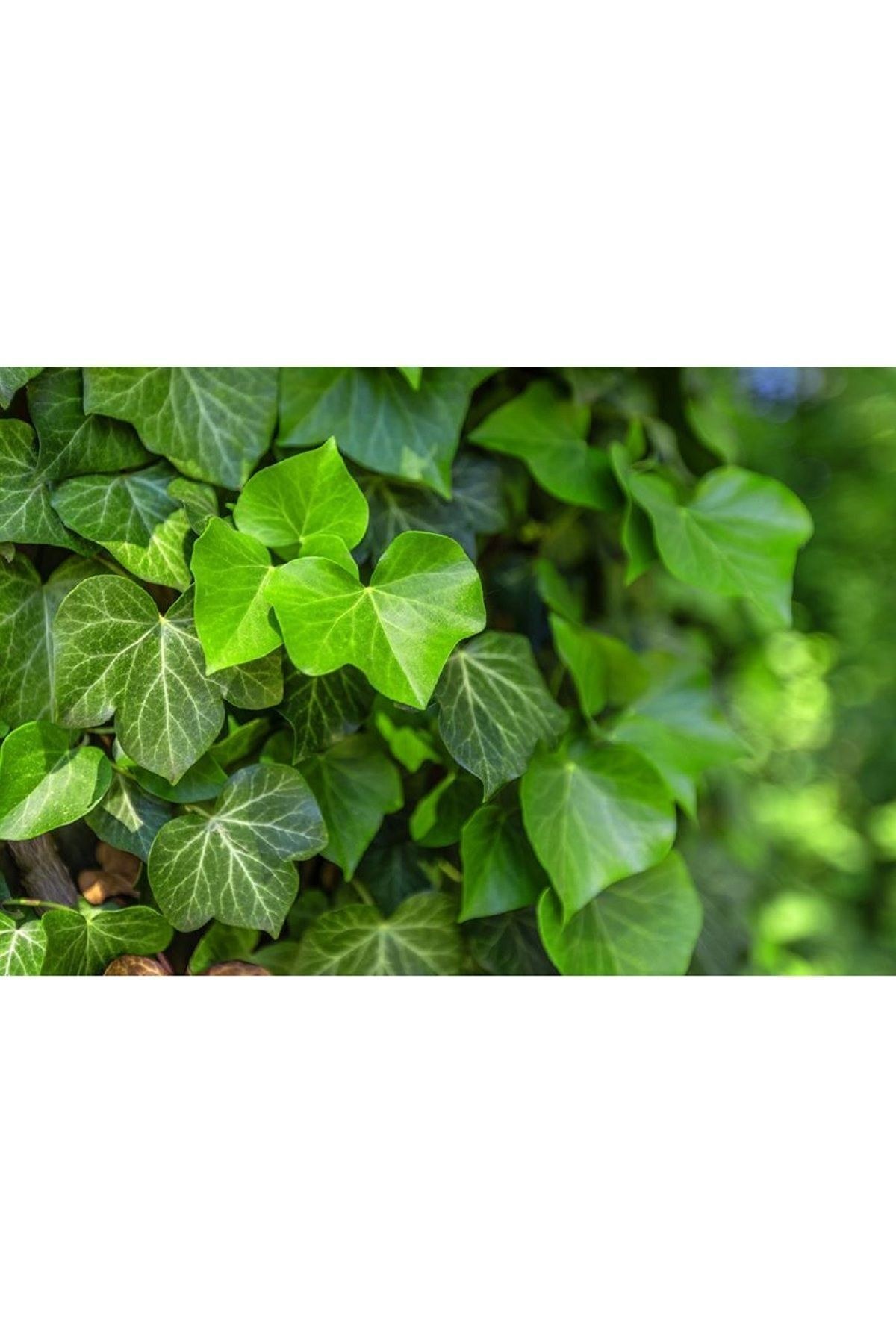 Duvar Sarmaşığı ( Hedera Helix ) 40-80cm Kaya Sarmaşığı Fidanı Tüplü