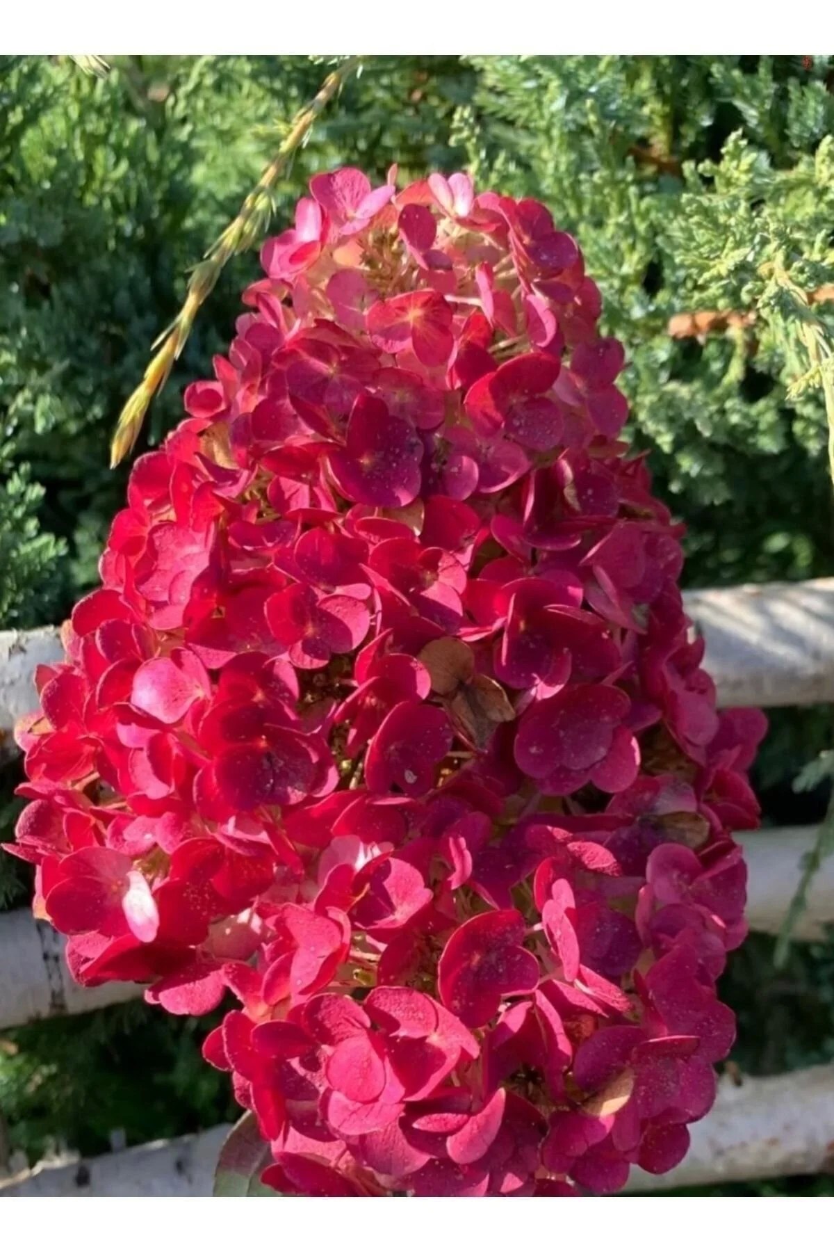 Ağaç Ortanca Paniculata Kırmızı