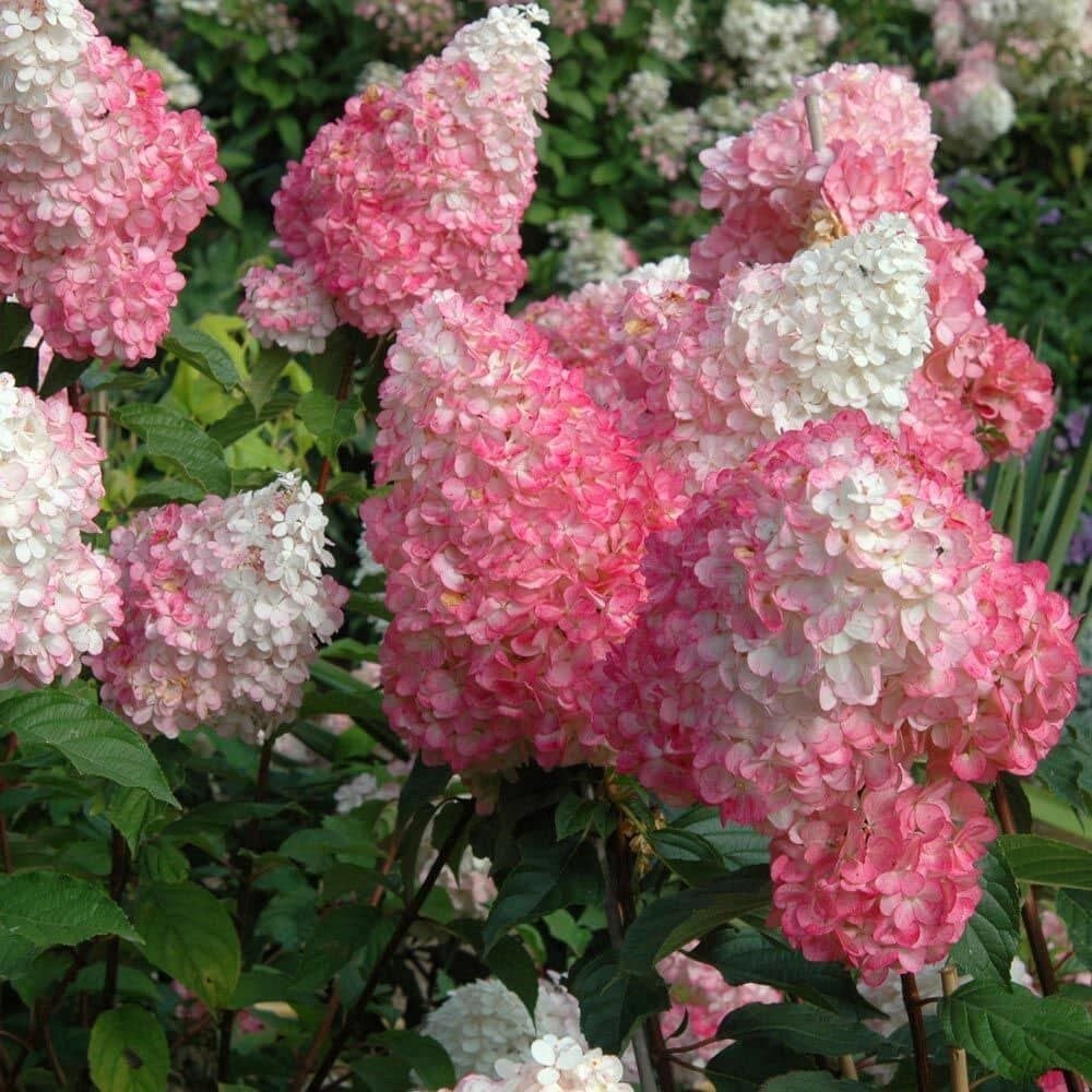 Ağaç Ortanca Paniculata Pembe