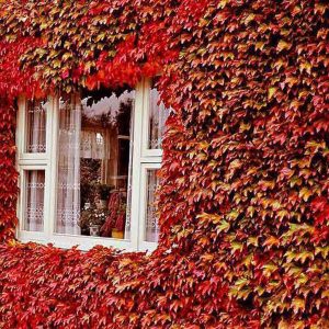 10 Adet Amerikan Sarmaşığı (Ampelopsis Quinquefolia) Çit Bitkisi