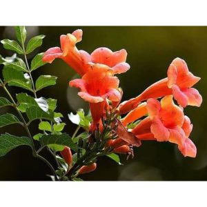 Acem Borusu ( Campsıs Radıcans ) 30-50 Cm