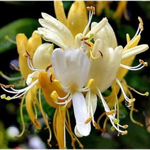 Tüplü/saksılı Hanımeli Sarmaşık Fidanı