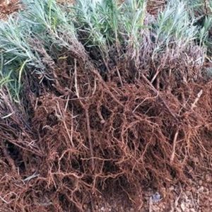 Büyük Boy Lavanta Fidesi Açık Kök 5 Adet 2 Yaşında Köklenmiş Intermedia