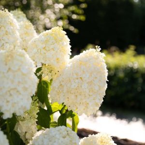 Beyaz Çiçekli Paniculata Ortanca Fidanı 1 yaş saksılı