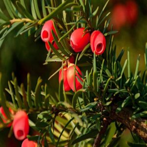 Tüplü Porsuk Ağacı (Taxus Baccata) Fidanı