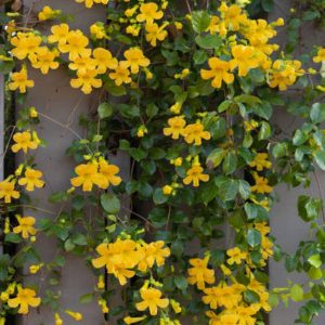 Sarı Yasemin Çiçeği Fıdanı (60 70 CM)1 Adet Saksılı Dış Mekan Bitkisi Jasminum Mesnyi