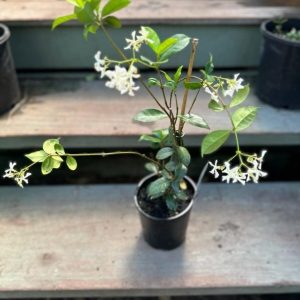 Arap Yasemin Fidanı Yoğun Kokulu Saksılı