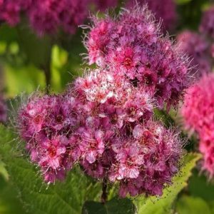Videolu Pembe Çiçekli Keçi Sakalı Fidanı 1 Adet Saksılı/ Tüplü 60-80 Cm ( Ispirya Spiraea)