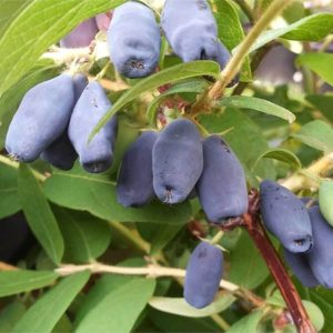 Bal Yemişi Fidanı / Honeyberry Fidanı