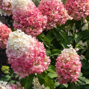 Ağaç Ortanca Paniculata Fidanı Strawberry 3litrelik Saksıda