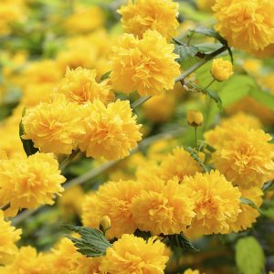 Kanarya Gülü Çiçeği Fidanı Saksılı (kerria Japonica)