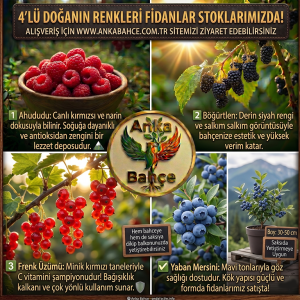 Anka Bahçe 4'lü Doğanın Renkleri Orman Meyveleri Fidan Seti (Ahududu, Böğürtlen, Frenk Üzümü, Yaban Mersini)