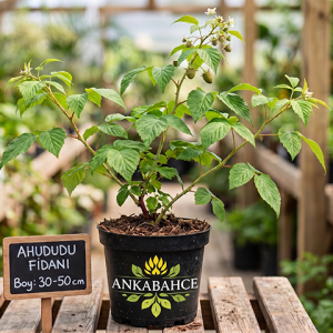 Ahududu 30-50 cm Güçlü Kök Yapısı