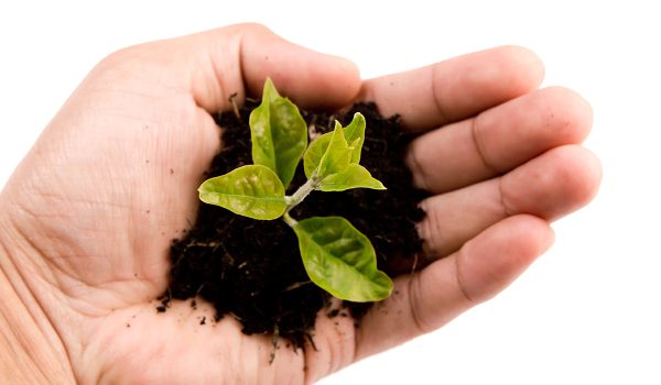 Young plant in hand on white background
